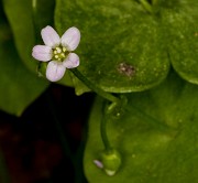 Claytonia perioliata 18-9280